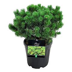 Pinus mugo 'Mumpitz'