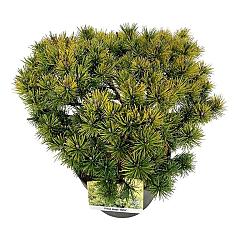Pinus mugo 'Ophir'