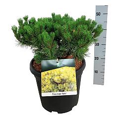 Pinus mugo 'Ophir'
