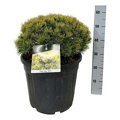 Pinus mugo 'Ophir'