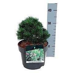 Pinus mugo 'Sherwood Compact'