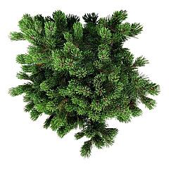 Pinus mugo 'Sherwood Compact'
