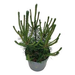 Pinus mugo uncinata