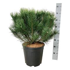 Pinus mugo uncinata