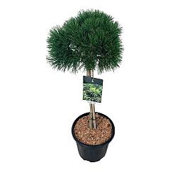 Pinus mugo 'Varella'