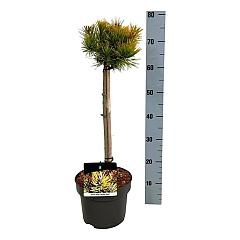 Pinus mugo 'Winter Gold'