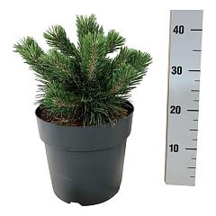 Pinus nigra 'Green Pearl'