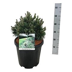 Pinus nigra 'Green Pearl'