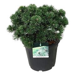 Pinus nigra 'Green Pearl'