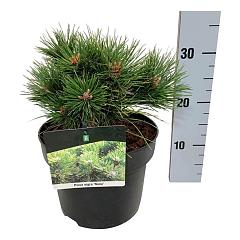 Pinus nigra 'Nana'