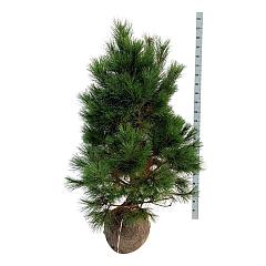 Pinus nigra nigra