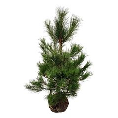 Pinus nigra nigra