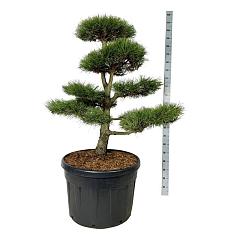 Pinus nigra nigra