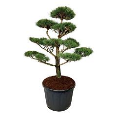 Pinus nigra nigra