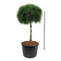 Pinus nigra nigra