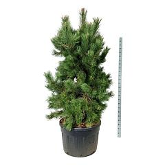 Pinus nigra nigra