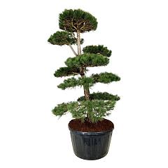 Pinus nigra nigra