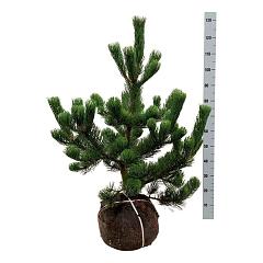 Pinus nigra 'Oregon Green'