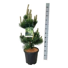 Pinus nigra 'Oregon Green'