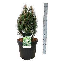 Pinus nigra 'Richard'