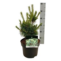 Pinus parviflora 'Negishi'