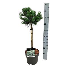 Pinus parviflora 'Negishi'