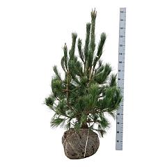 Pinus peuce