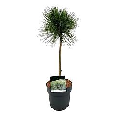 Pinus resinosa 'Pillnitz'