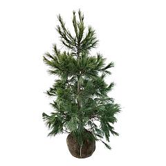 Pinus strobus