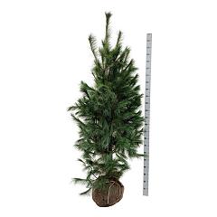 Pinus strobus