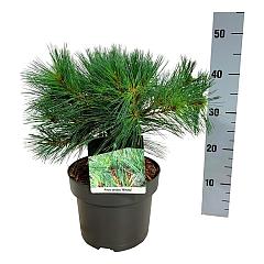 Pinus strobus 'Minima'