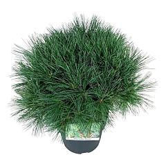 Pinus strobus 'Minima'