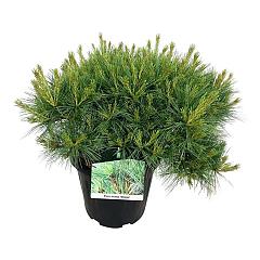 Pinus strobus 'Minima'