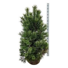 Pinus sylvestris