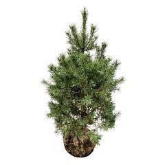 Pinus sylvestris