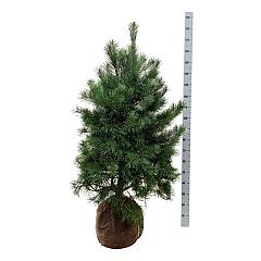 Pinus sylvestris