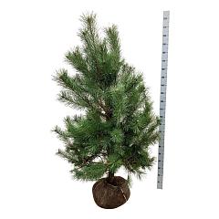 Pinus sylvestris