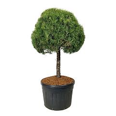 Pinus sylvestris