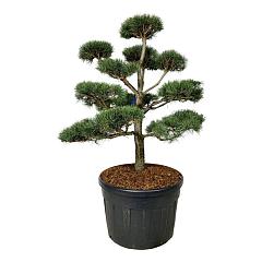 Pinus sylvestris