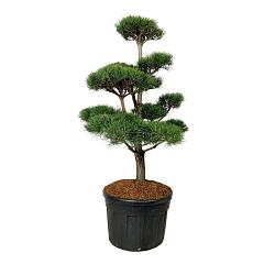 Pinus sylvestris