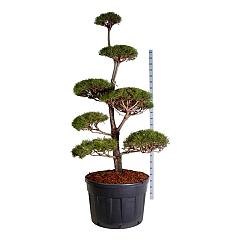 Pinus sylvestris