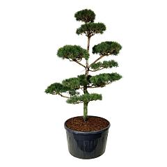 Pinus sylvestris