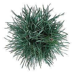 Pinus sylvestris 'Fastigiata'