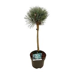 Pinus sylvestris 'Watereri'