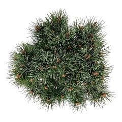 Pinus sylvestris 'Watereri'