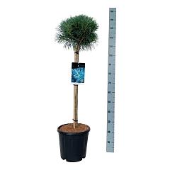 Pinus sylvestris 'Watereri'