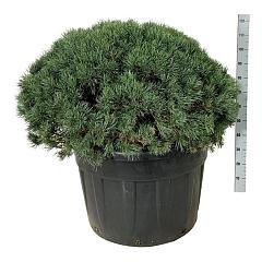 Pinus sylvestris 'Watereri'
