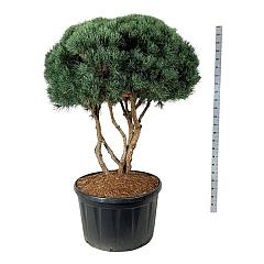 Pinus sylvestris 'Watereri'