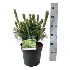 Pinus thunbergii 'Sayonara'