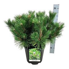 Pinus thunbergii 'Sayonara'